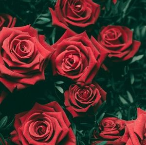 Meet your Posher, Kira